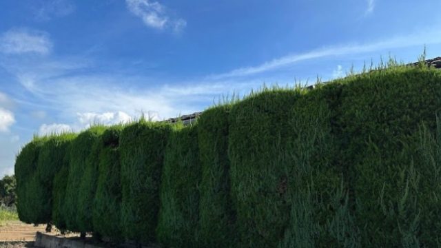 （株）安造園